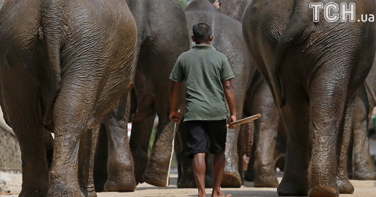 Слони на Шрі-Ланці_12 / © Reuters