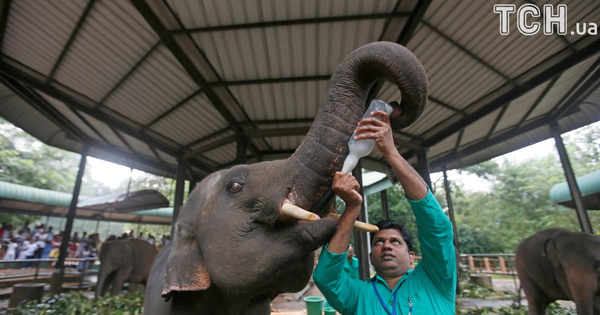 Слони на Шрі-Ланці_2 / © Reuters