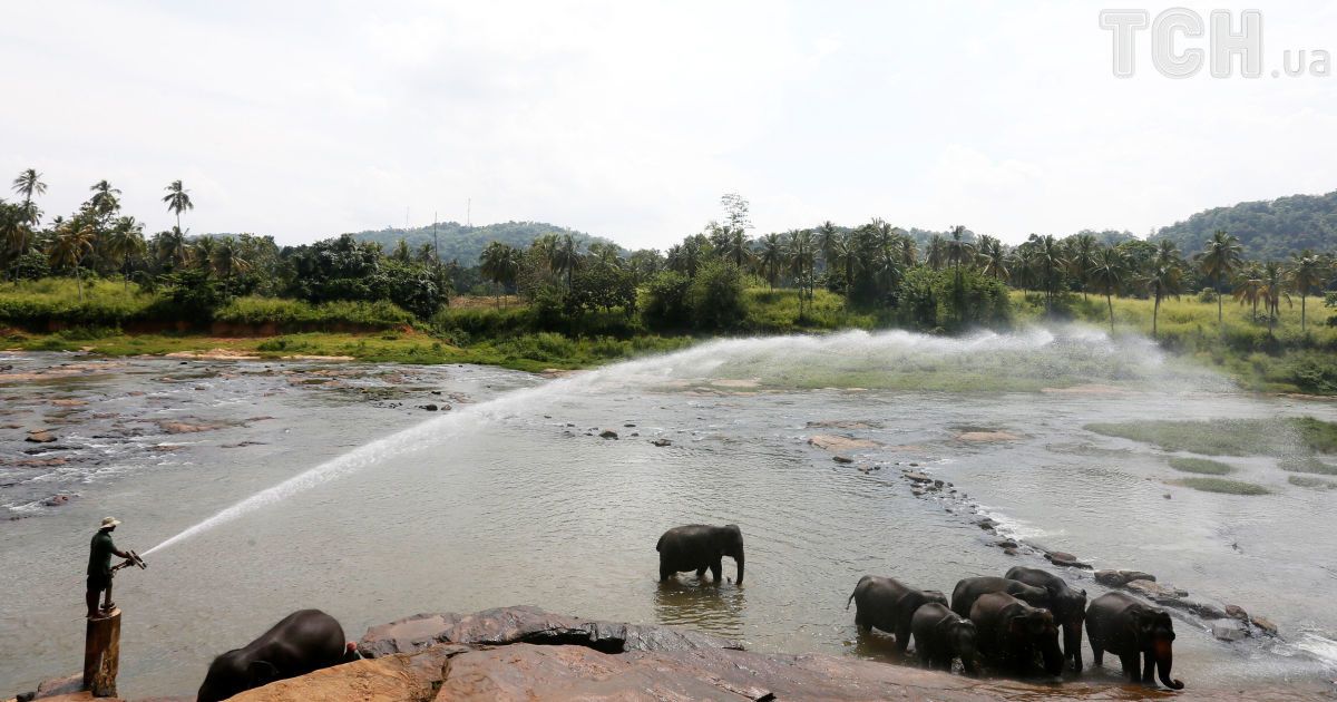 Слони на Шрі-Ланці_10 / © Reuters