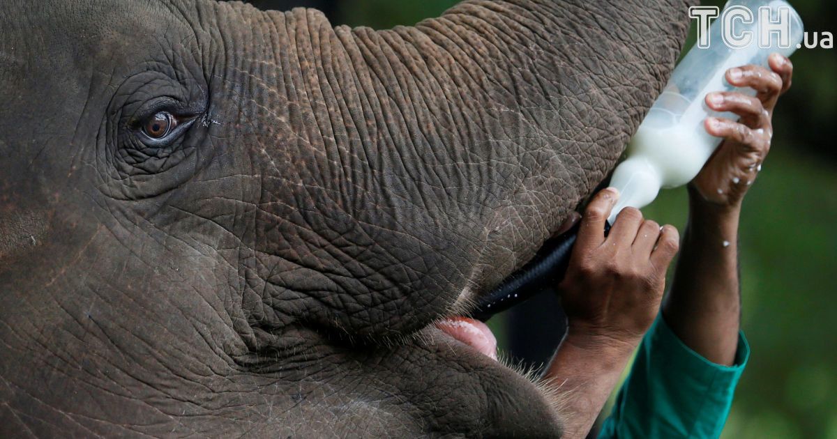 Слони на Шрі-Ланці_8 / © Reuters