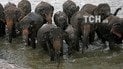 Ежедневное плавание и кормление из бутылочки: Reuters показало детдом для слонов на Шри-Ланке