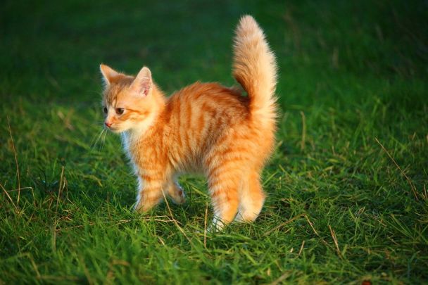 Як назвати рудого кота? / © pixabay.com