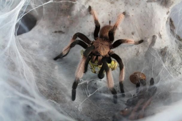 Чоловік зібрав колекцію понад 700 тарантулів / © SWNS