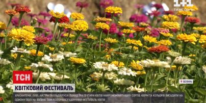 Новини України: квітковий фестиваль на Волині представляє понад 3 гектари краси