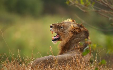 Відео, яке примусить завмерти серце: у зоопарку скло завадило леву напасти на малюка