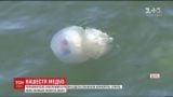 Ядовитые медузы атаковали черноморское побережье в Одессе