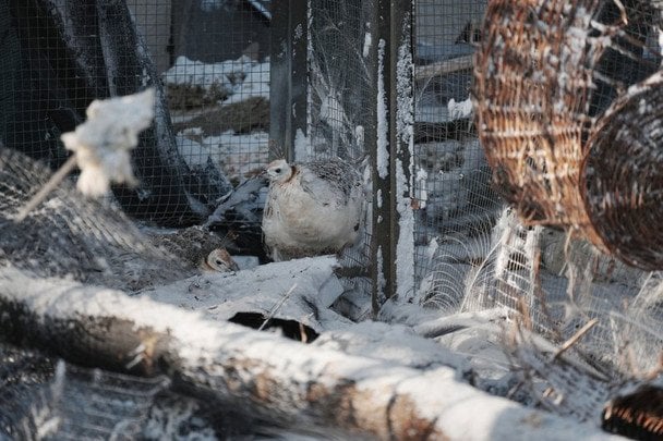 Птахи, які пережили російський обстріл / © Суспільне