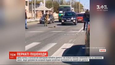Дикая утка с утятами на несколько минут остановили движение транспорта в Харькове
