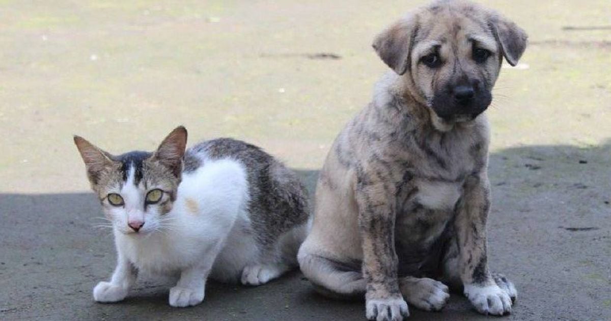 Через отруйну речовину у Солом'янському районі столиці гинуть бездомні тварини