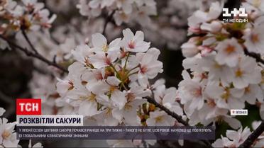 Новости мира: впервые за более тысячу лет цветение сакуры в Японии началось раньше на 3 недели