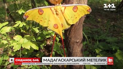 Как проживает свою короткую жизнь бабочка Мадагаскарская комета – Поп-наука