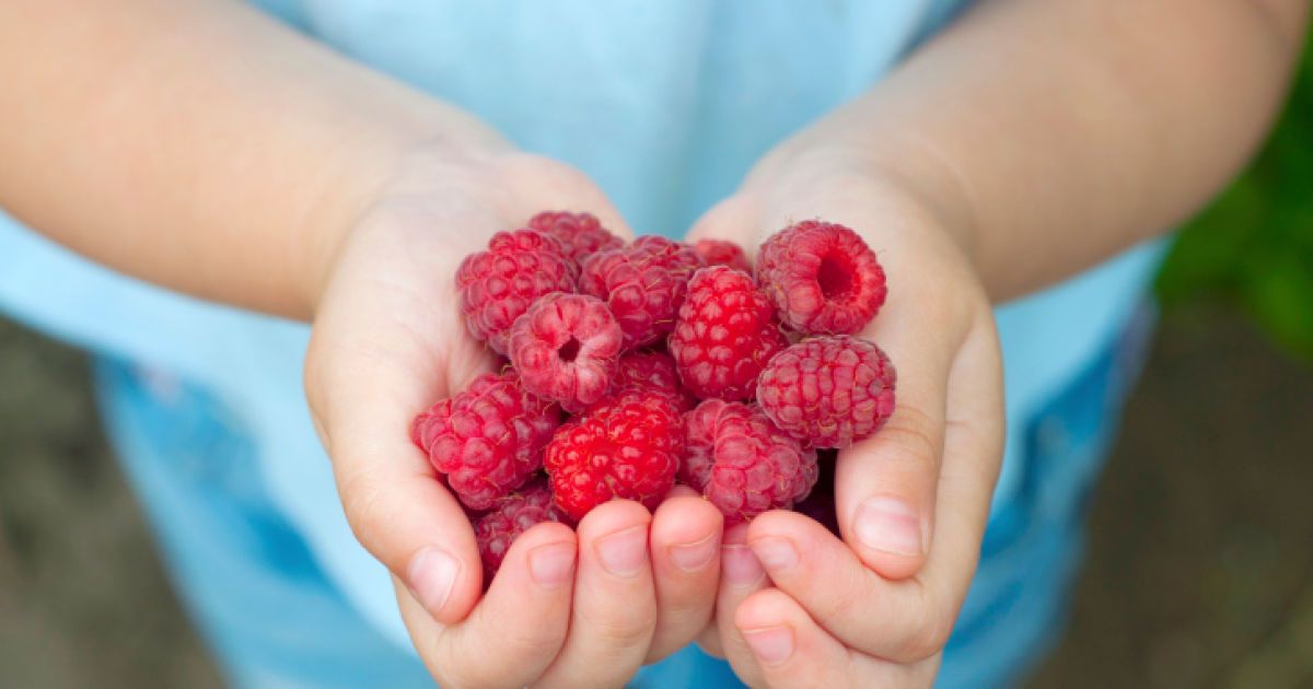 Как правильно есть фрукты и ягоды летом, чтобы получить максимум пользы