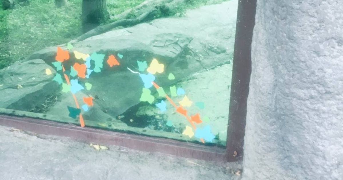 В Києві у зоопарку тріснуте скло у вольєрі з ведмедями заклеїли аплікацією
