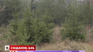 Где можно взять живую ель в аренду