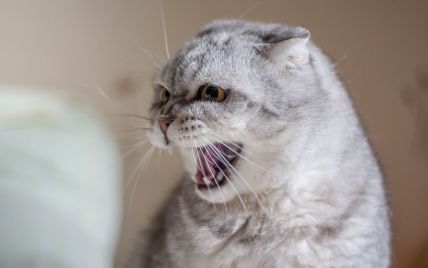 У Рівненській області скажений кіт напав і покусав дитину: підлітка госпіталізували