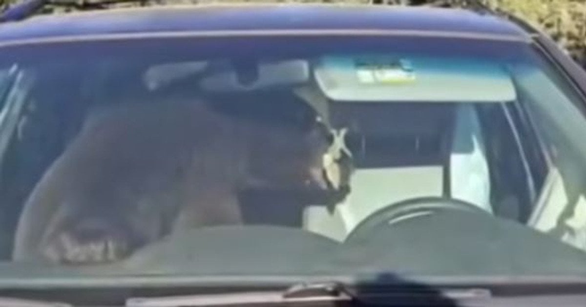 Ведмідь у машині