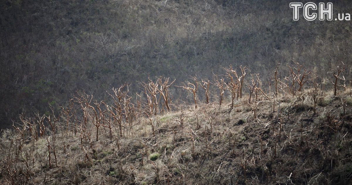Дерева, оголені ураганом "Ірма" на вершині пагорба на острові Сент-Джон. / © Reuters