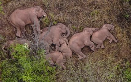 У Китаї слон-утікач повернувся до заповідника після 500-кілометрової подорожі