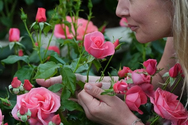 Catherine’s Rose / © Associated Press