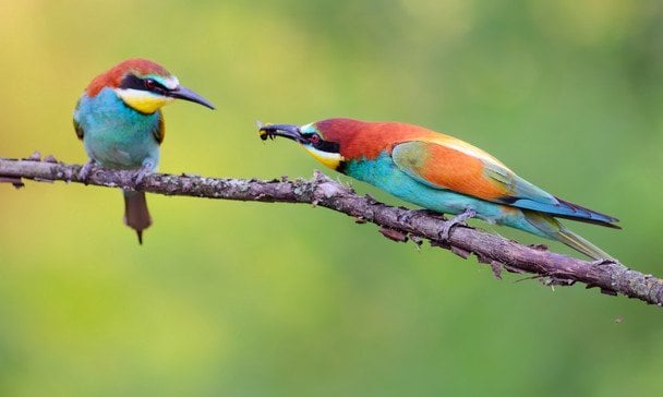 Бджолоїдка звичайна. / © Фото з відкритих джерел