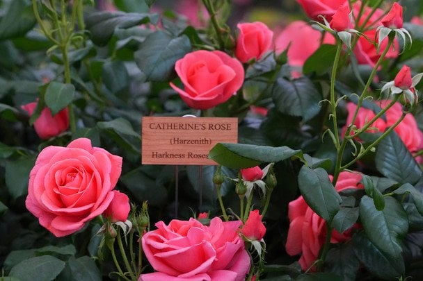 Роза Catherine’s Rose / © Associated Press