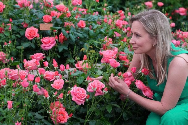 Роза Catherine’s Rose / © Associated Press