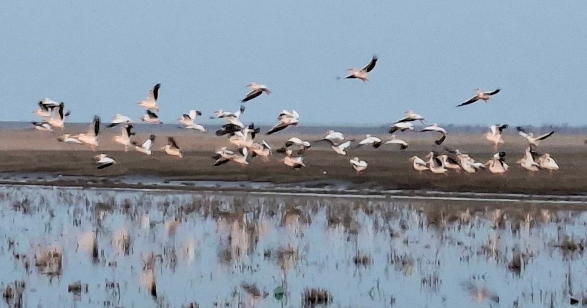 Рожеві пелікани