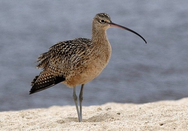 21 квітня в Україні і світі святкують Всесвітній день кроншнепа / © pexels.com