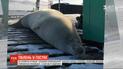 На полярну станцію "Академік Вернадський" завітав тюлень-крабоїд
