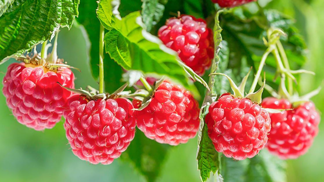 Підживлення малини під час плодоношення