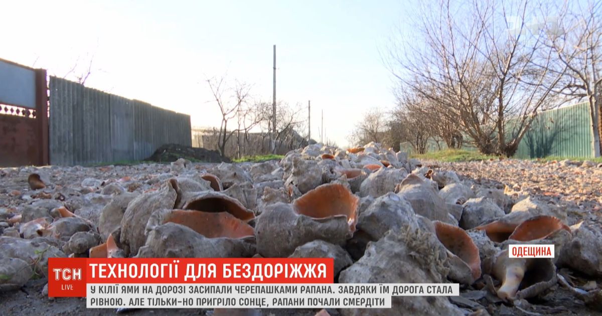 В килие ямы на дороге засыпали ракушками рапана, которые воняют из-за теплой погоды