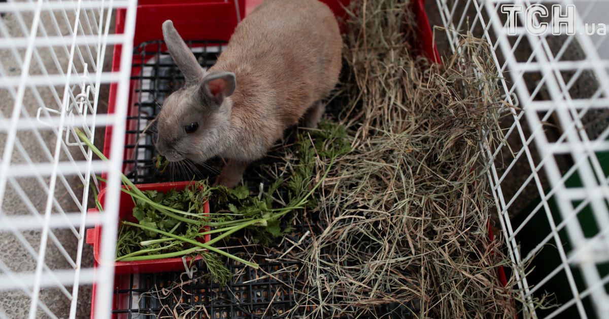 На Буковині раптово загинули сотні кролів, бджіл та риба