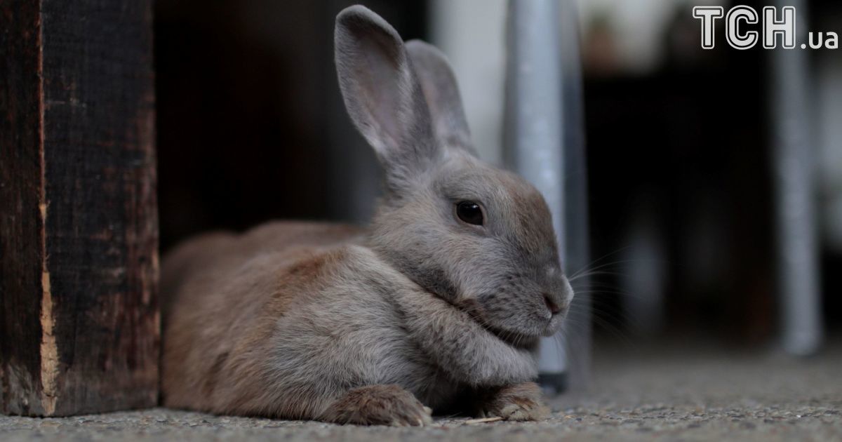 В Венесуэле власти посоветовали людям разводить кроликов на балконе и есть их