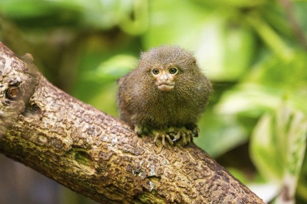 Piqme marmoset / © Getty Images
