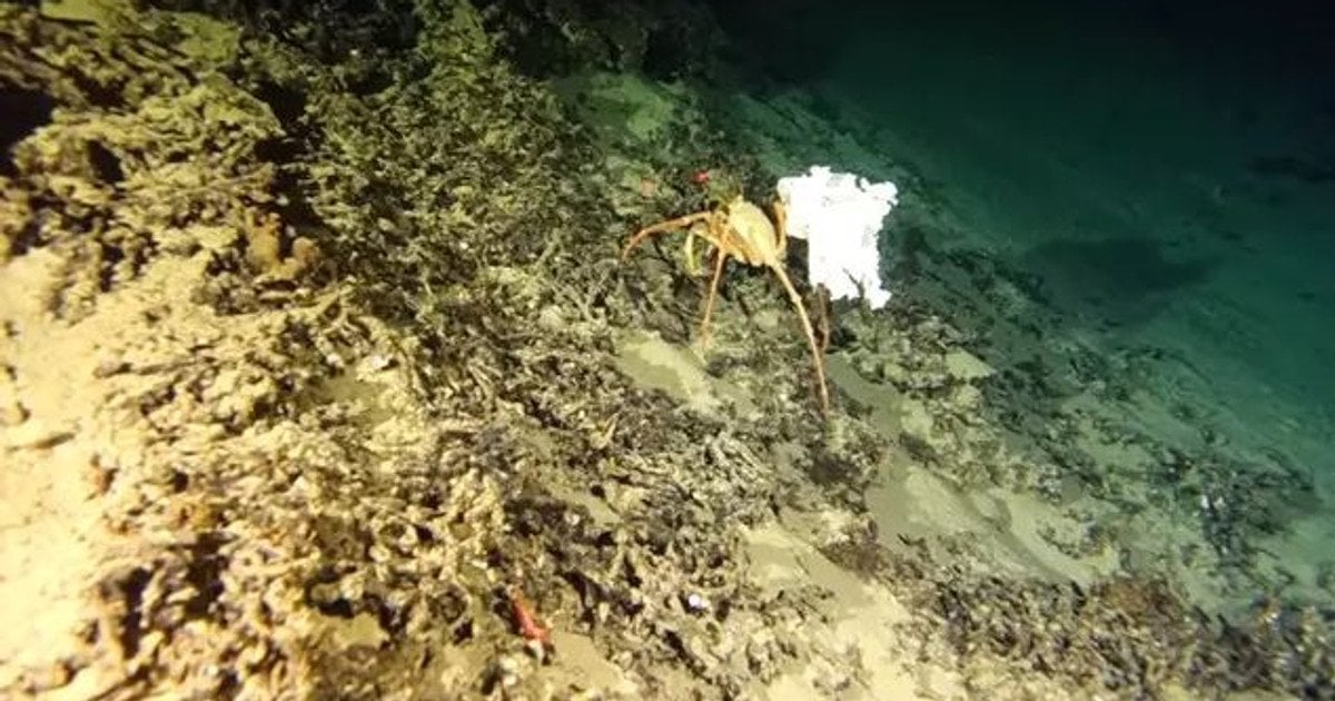 Краб у каньйоні Карпера / Фото: One Ocean Foundation