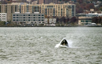 12-метровий кит виплив просто біля Статуї Свободи у Нью-Йорку