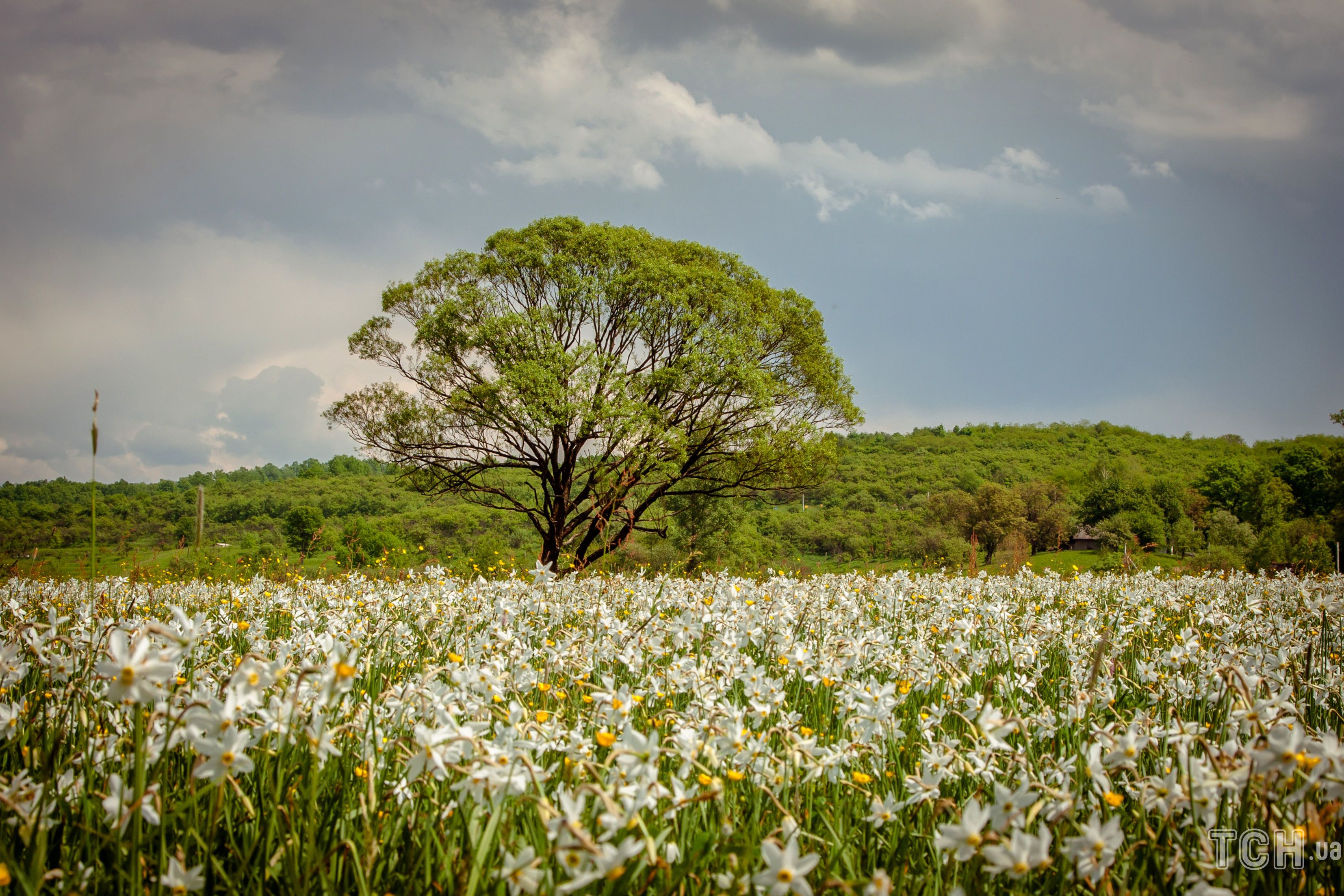 Долина нарцисів / © Credits