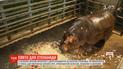 Праздничный торт и лепестки роз: в зоопарке Харькова поздравили с днем рождения бегемотиху