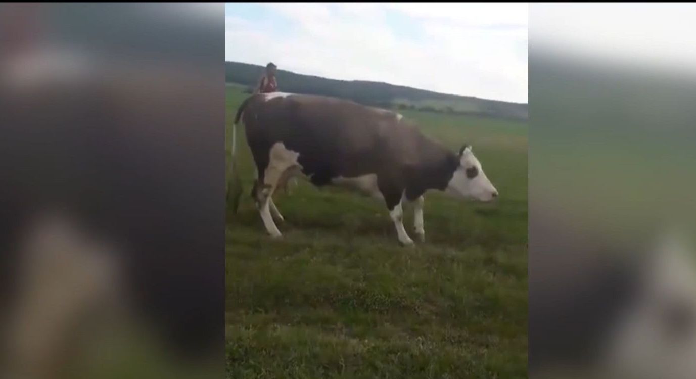 На Прикарпатье женщина, которая пасла скот, попала в реанимацию, а все коровы заболели