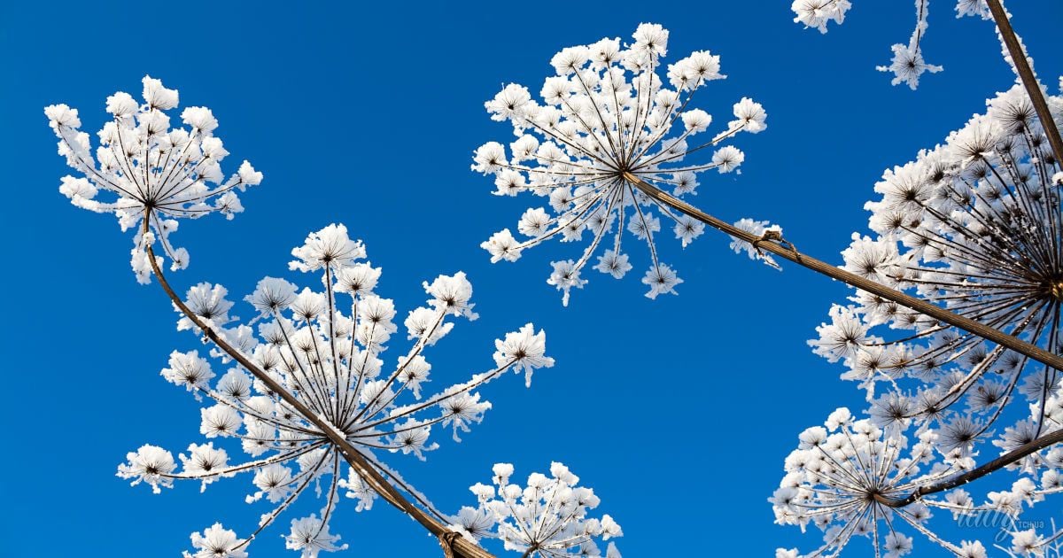 Растения в снегу на фоне неба