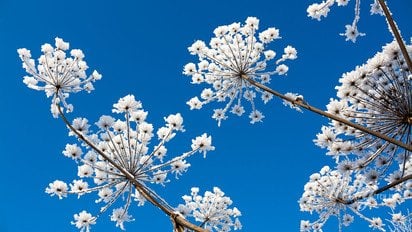 Рослини в снігу на тлі неба