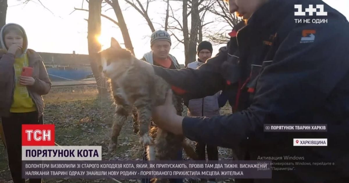 Кости и кожа: под Харьковом спасли кота, который просидел в колодце около 2 недель