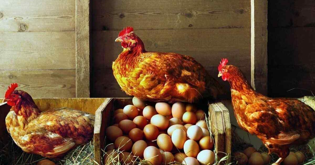 Что появилось раньше: курица или яйцо — ученые наконец-то узнали ответ — Курьезы