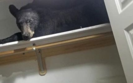 У США ведмідь заліз у будинок та заснув у шафі