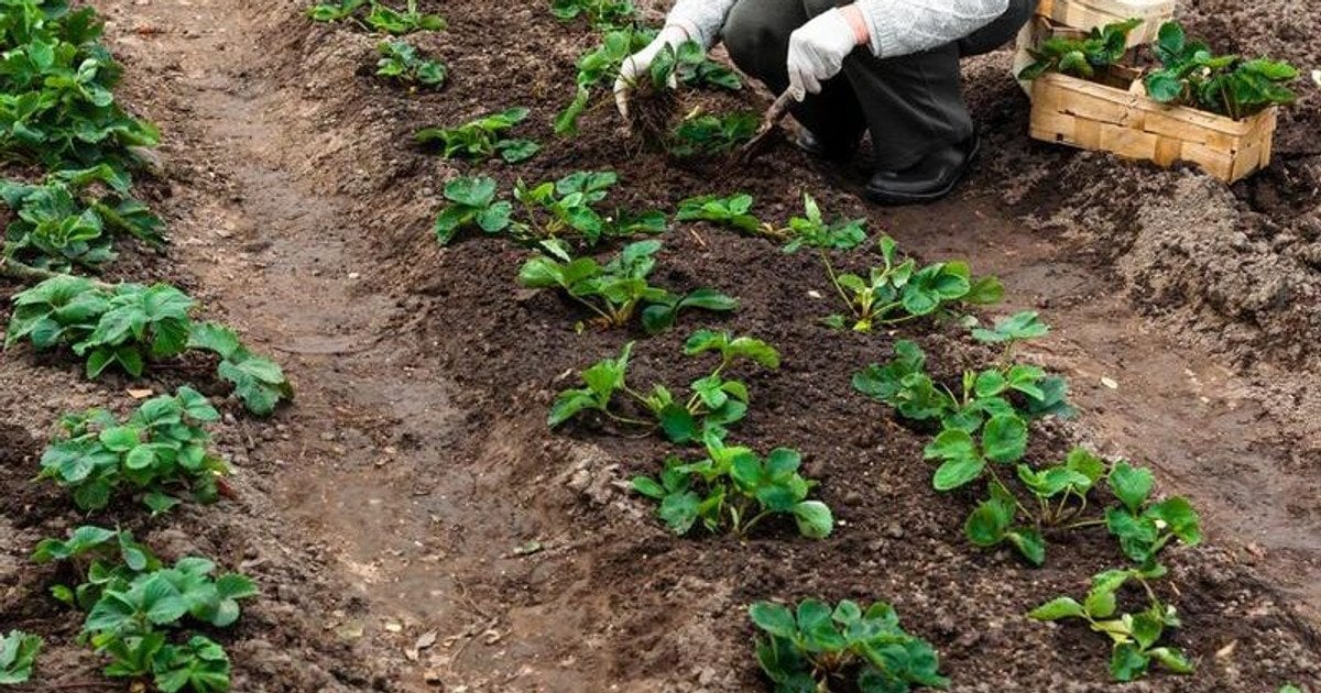 Коли садити полуницю навесні