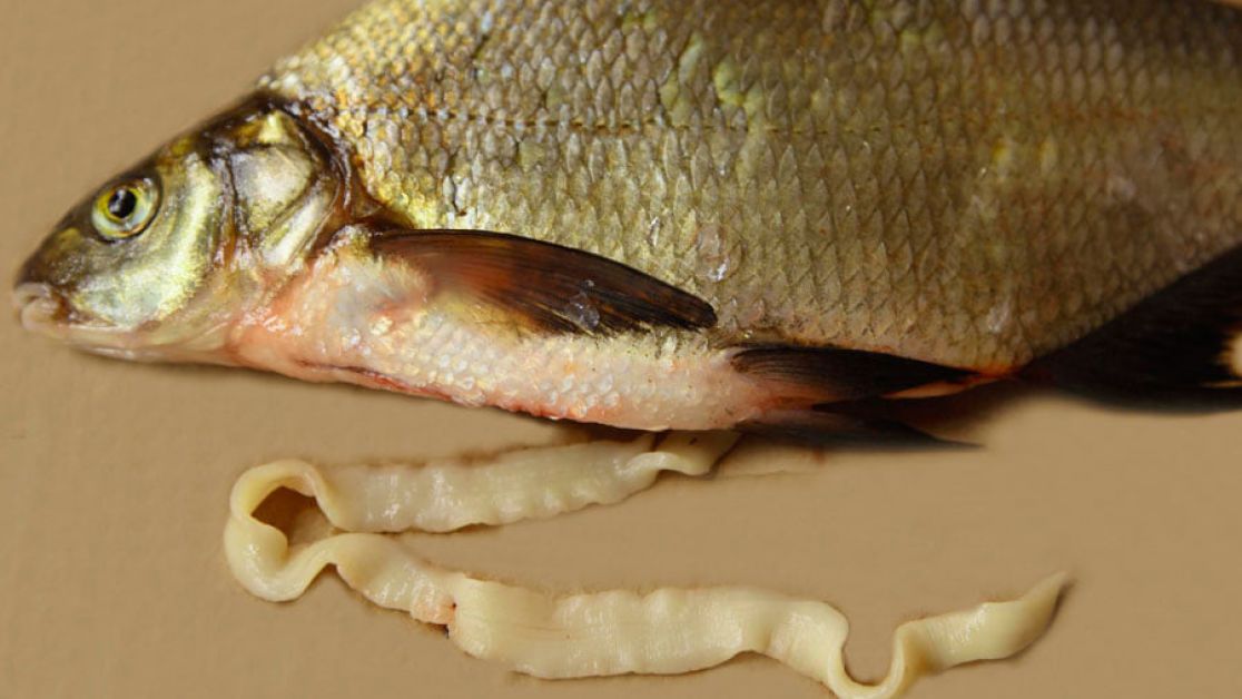 Скільки солити рибу від паразитів?