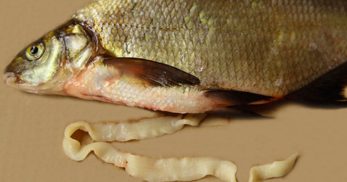 В Черкассах рыба заразилась червями: как не съесть паразита