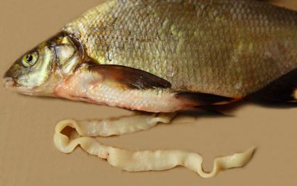 У Черкасах риба заразилася черв'яками: як не з'їсти паразита