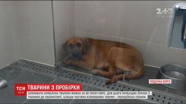 У Південній Кореї можуть клонувати померлу тварину