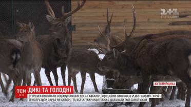 На Житомирщині в лісогосподарстві єгері показали, як доглядають диких тварин взимку